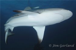 Grey reef shark - Truk by Jim Garland 